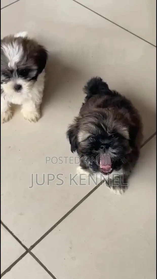 1-3 months Female Purebred Shih Tzu · Photo 1