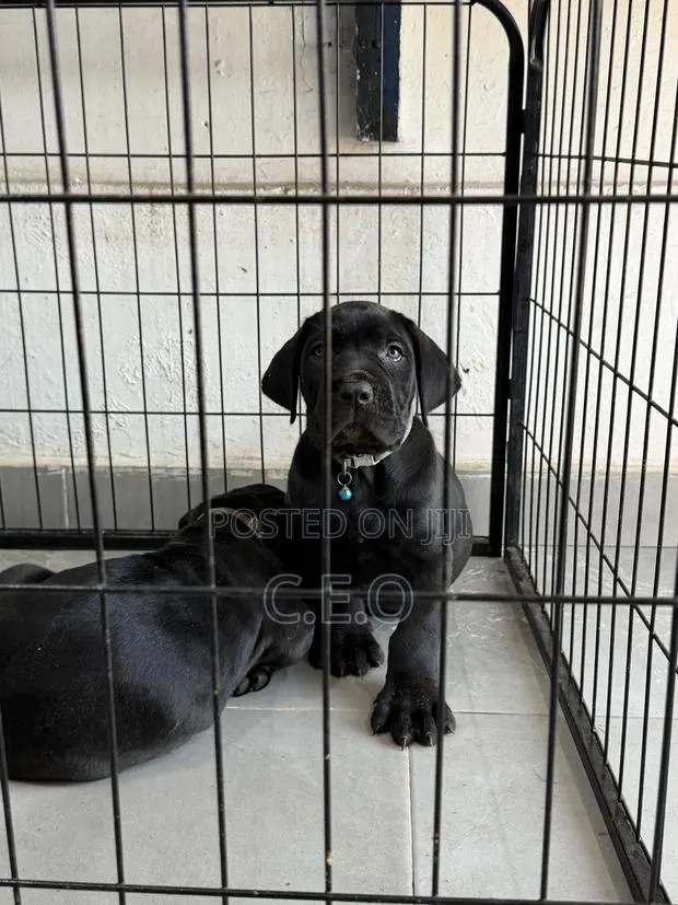 1-3 months Male Purebred Cane Corso · Photo 1