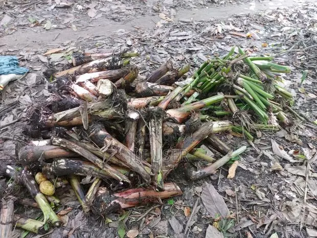 Plantain and Cocoyam Suckers Available · Photo 1