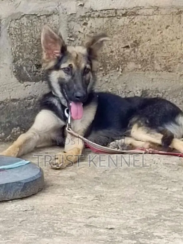 3-6 months Male Purebred German Shepherd · Photo 1