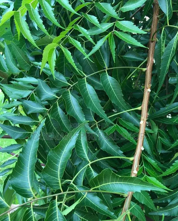 Neem Tree Leaves · Photo 1