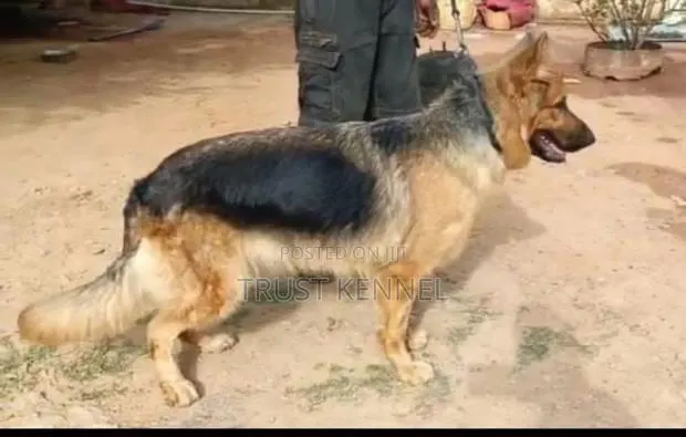 6-12 months Female Purebred German Shepherd · Photo 1