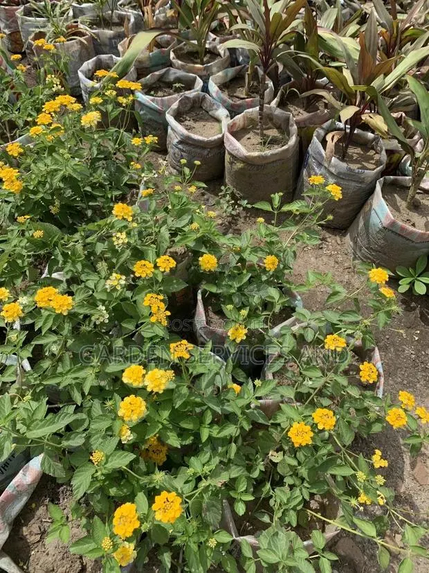 Lantana for Sale · Photo 1