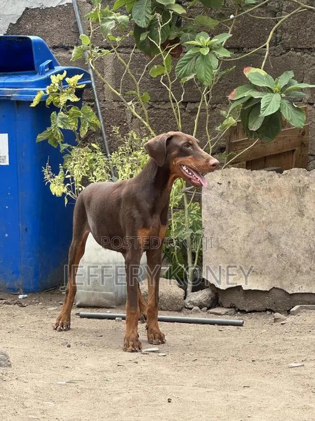 3-6 months Male Purebred Doberman Pinscher · Photo 1
