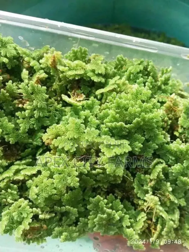 Fastest Azolla, Duckweed, Water Lettuce, Water Lily, Watercress · Photo 1