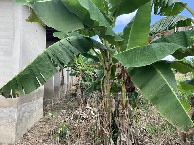 One Plot for Sale at Trede Konkoli. · Photo 1