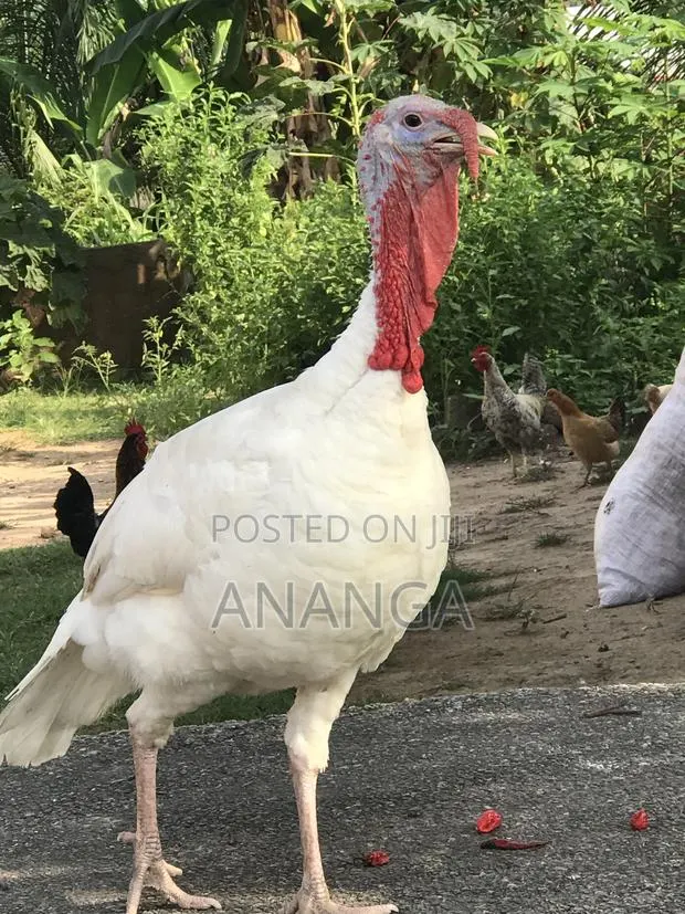 Female Turkey for Sale · Photo 1