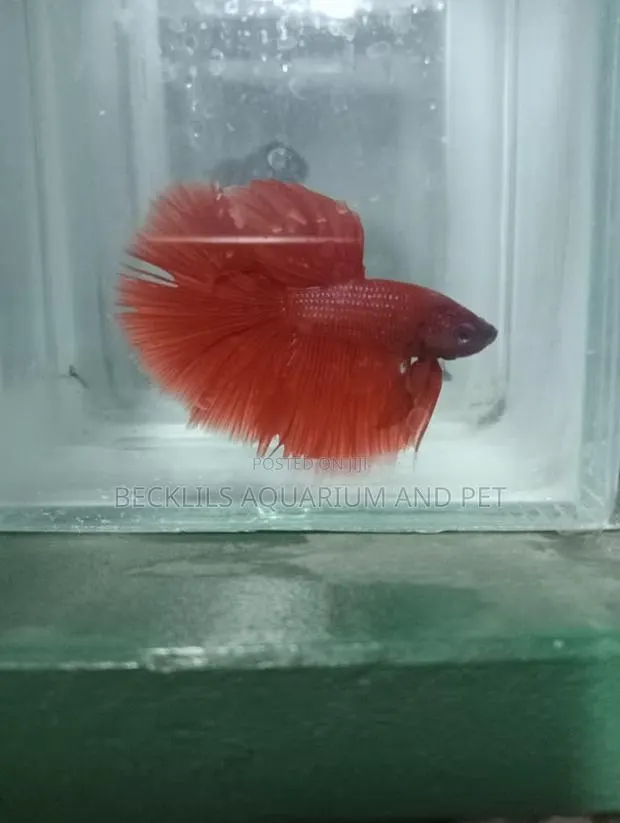 Full Moon Betta Fish · Photo 2