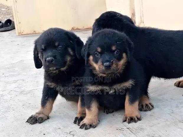 1-3 Months Male Purebred Rottweiler · Photo 1