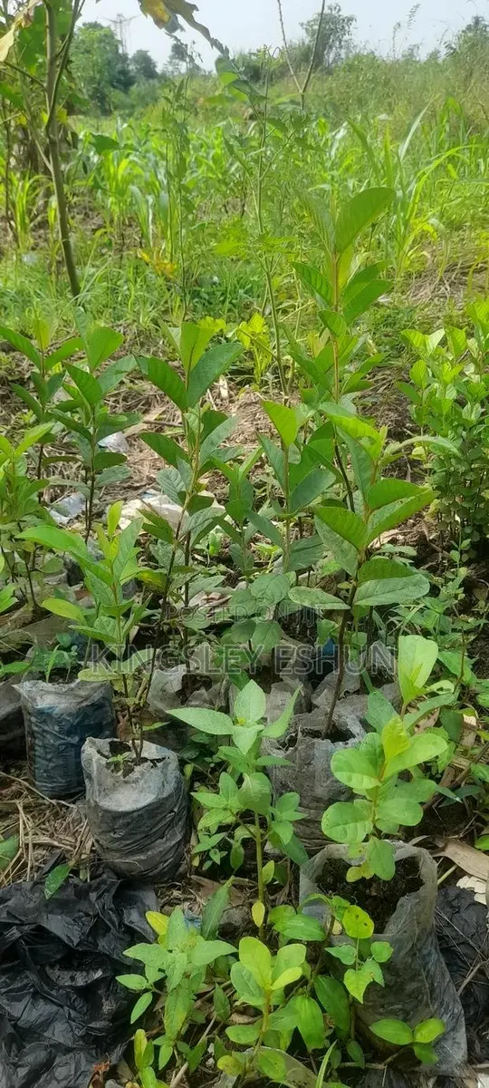 Big Guava Seedlings · Photo 1