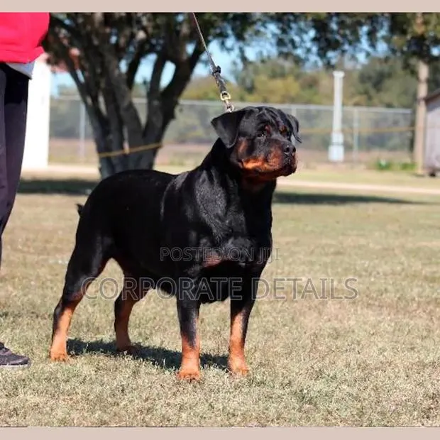 1+ year Male Purebred Rottweiler · Photo 1