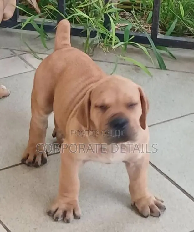 3-6 months Male Purebred Boerboel · Photo 1