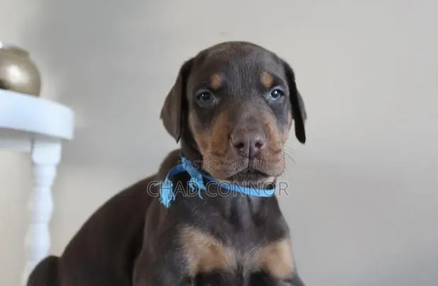 1-3 months Female Purebred Doberman Pinscher · Photo 1
