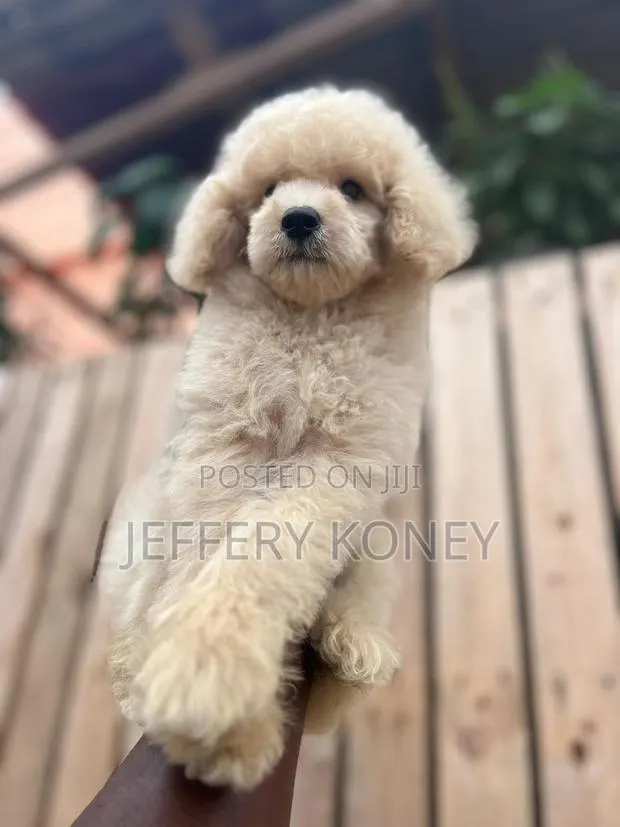 1-3 months Male Purebred Poodle · Photo 1