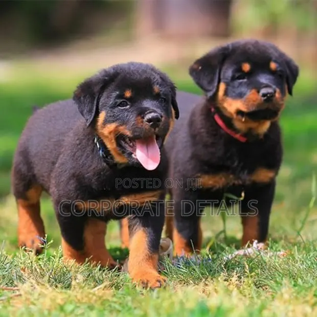 1-3 months Male Purebred Rottweiler · Photo 1
