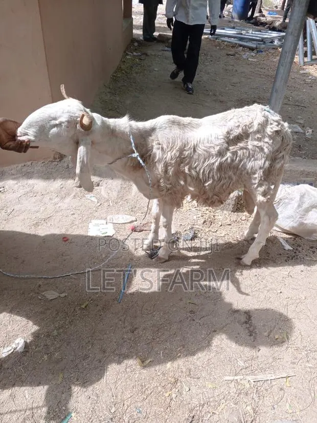 Balami Ewe and Ram · Photo 1