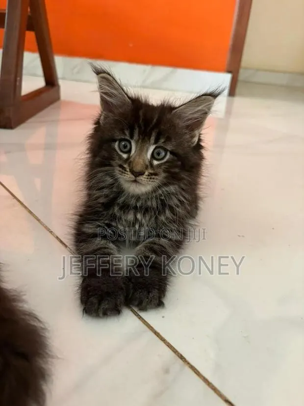 1-3 months Male Purebred Maine Coon · Photo 1