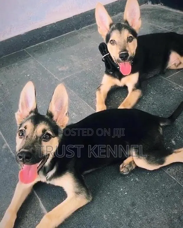 3-6 months Male Purebred German Shepherd · Photo 1