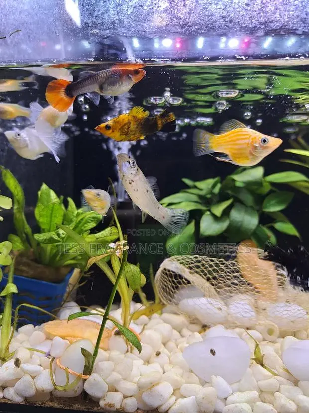 Guppy Fish · Photo 1