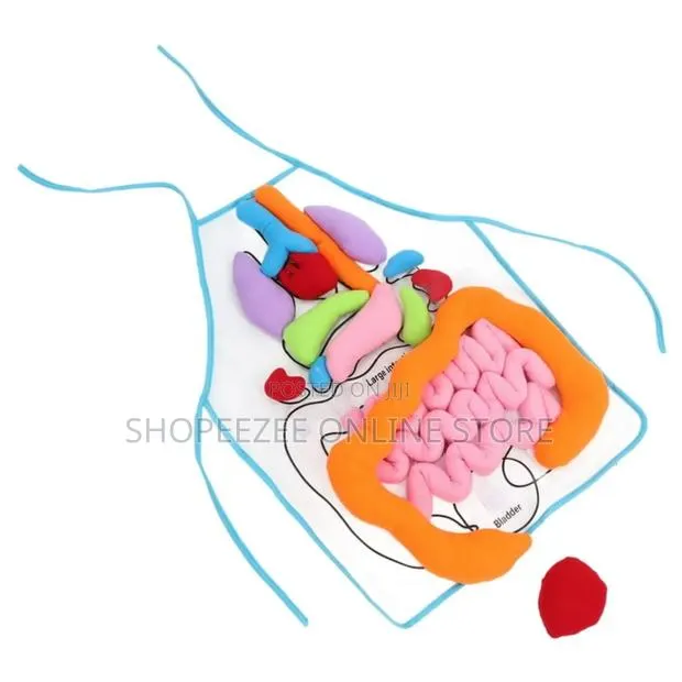 Educational Stem Anatomy Apron – Human Body Organ Learning Resources · Photo 1