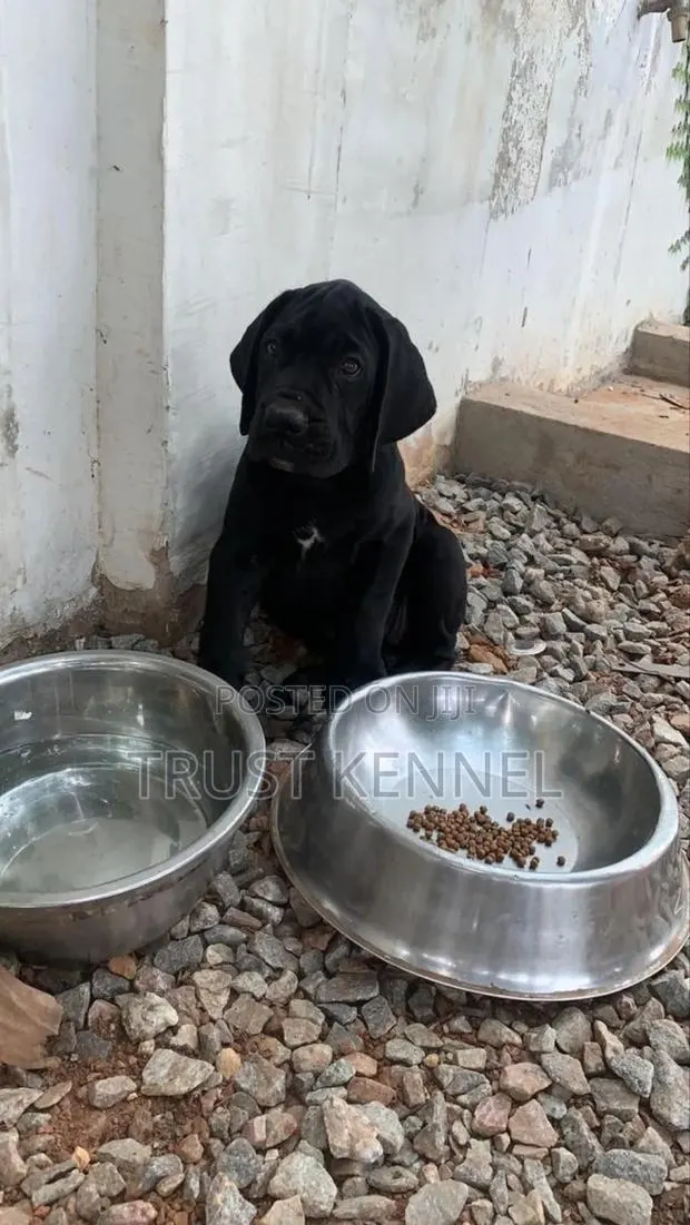 1-3 months Male Purebred Cane Corso · Photo 1