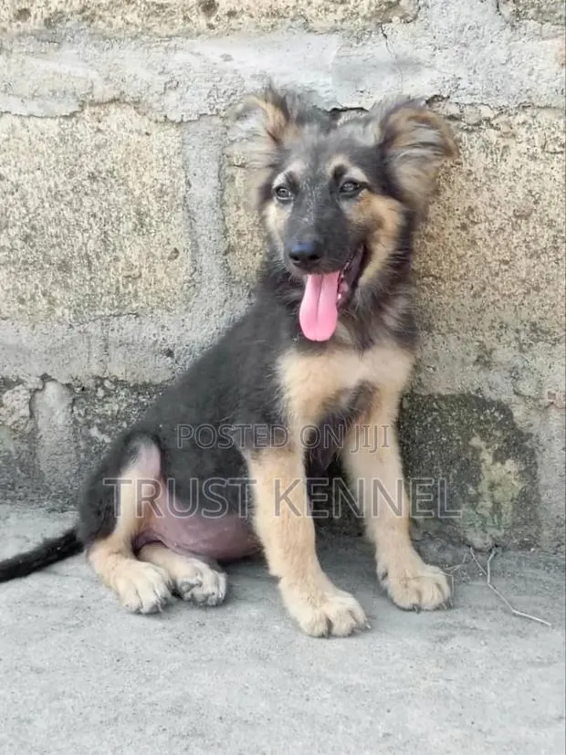 3-6 months Male Purebred German Shepherd · Photo 1