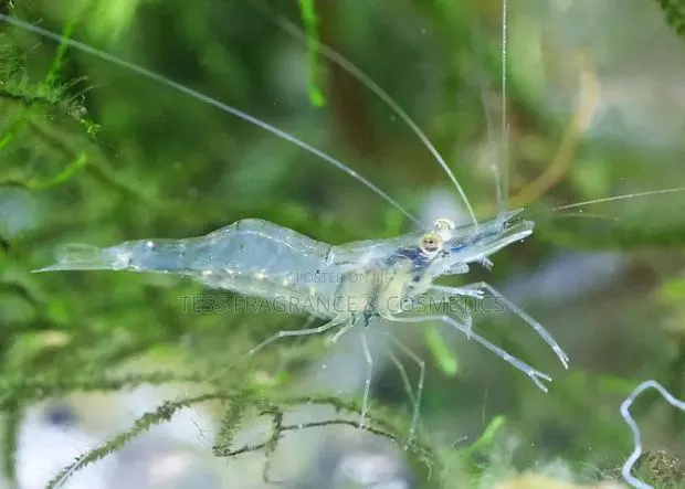 Shrimps for Aquarium · Photo 2