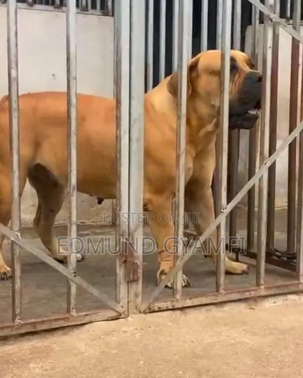 6-12 months Female Purebred Boerboel