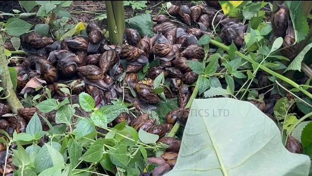 Point of Lay Snails for Rearing · Photo 1