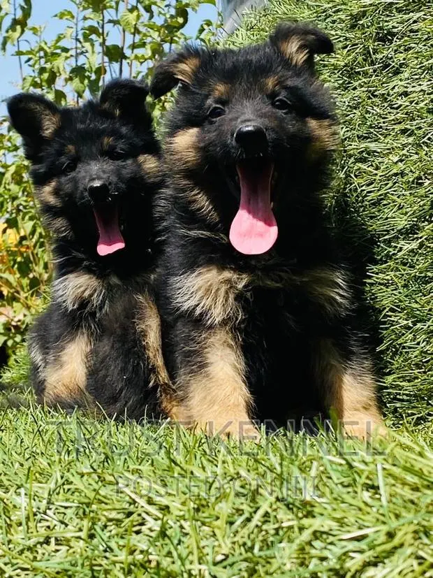 1-3 months Female Purebred German Shepherd · Photo 1