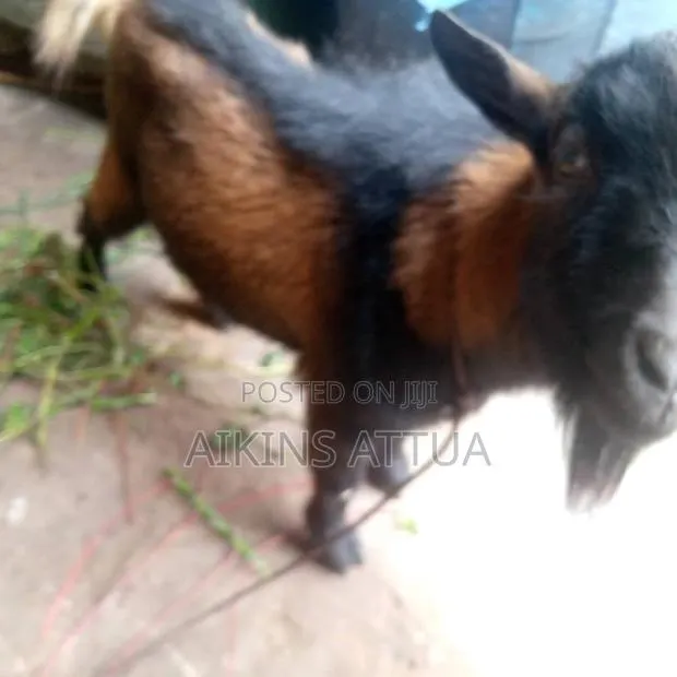 Healthy Male Goat · Photo 1