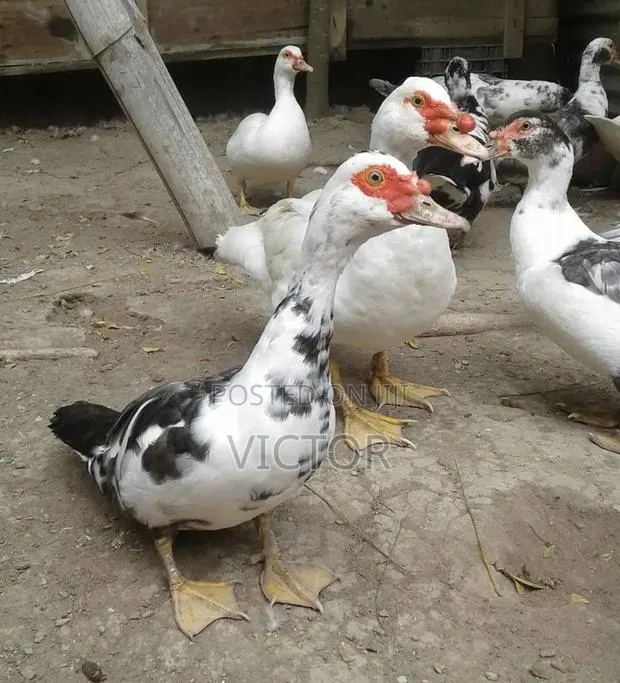 Healthy Duck Are Going for Cool Price · Photo 1