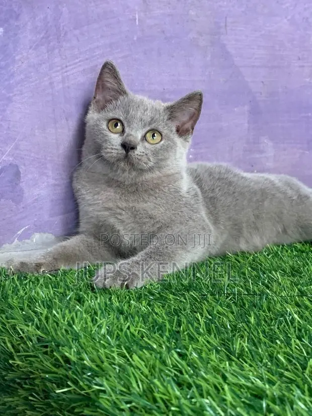 1-3 months Male Purebred British Shorthair · Photo 1