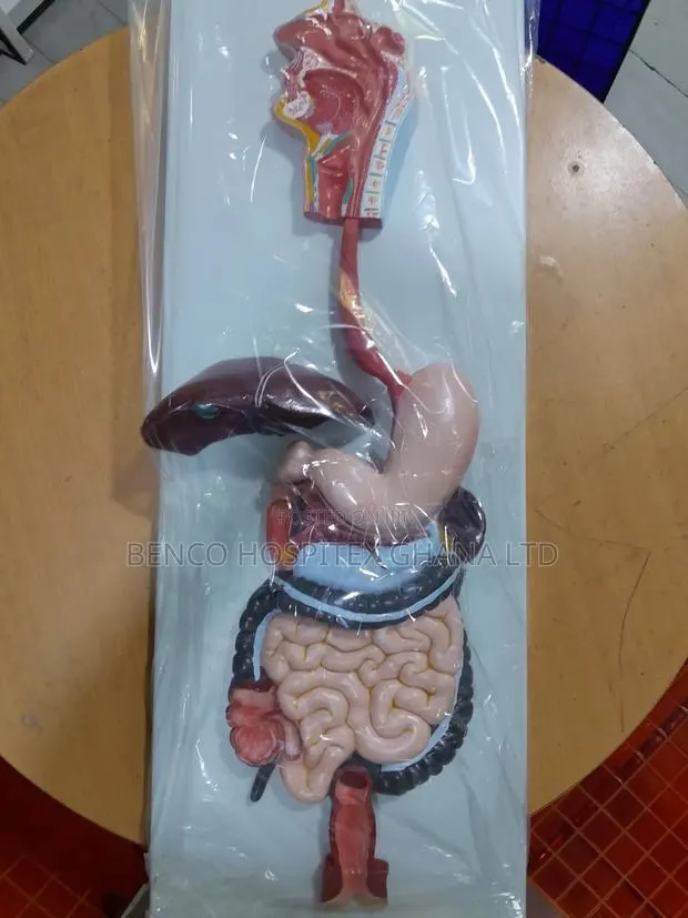 Digestive System · Photo 1