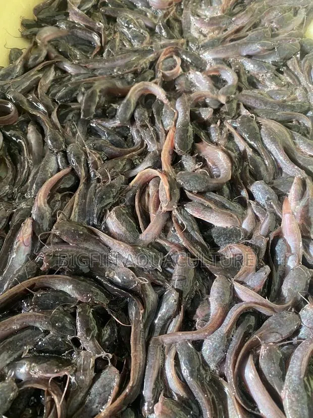 Healthy Catfish Fingerlings and Juveniles · Photo 1