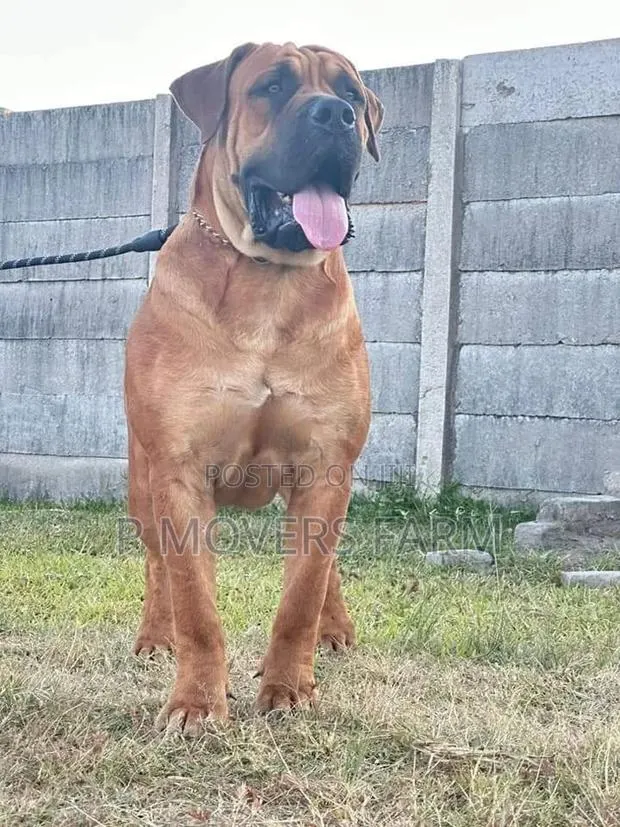 1-3 Months Male Purebred Boerboel · Photo 1