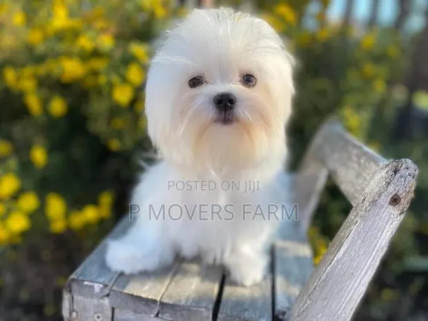 1-3 months Male Purebred Maltese · Photo 1