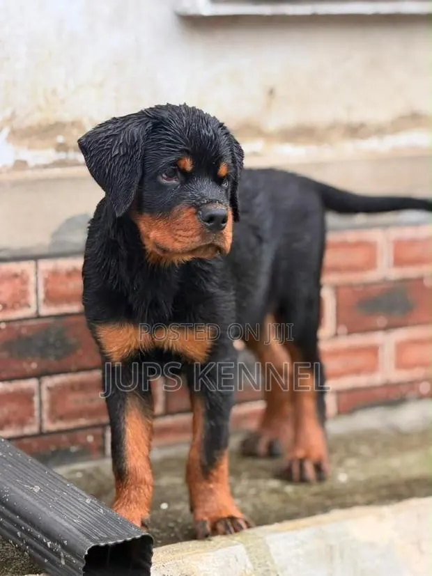 1-3 months Male Purebred Rottweiler · Photo 1