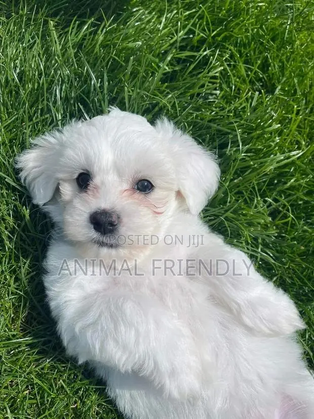 1-3 months Male Purebred Maltipoo · Photo 1