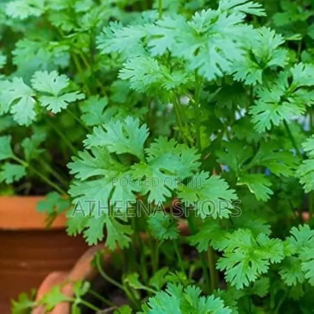 Coriander Seeds · Photo 2
