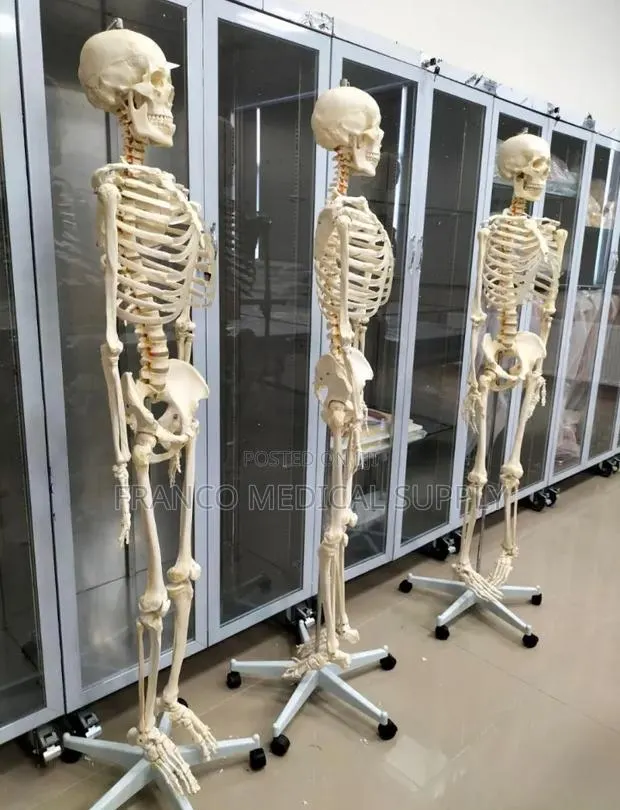 Human Skeleton (Model ) · Photo 1