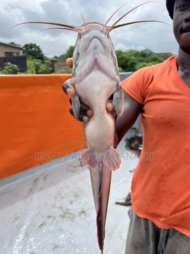 Big Catfishes 1kg - 2kg · Photo 1