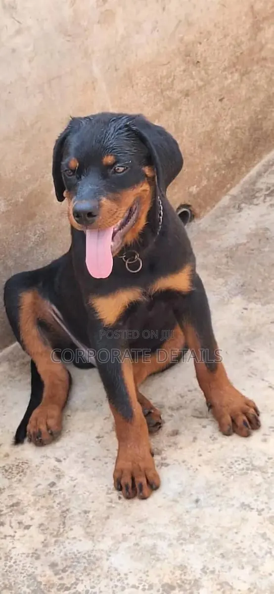 1-3 months Female Purebred Rottweiler · Photo 1