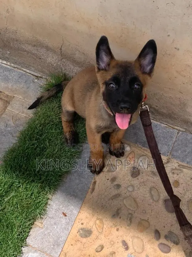 1-3 months Male Purebred Belgian Malinois · Photo 1