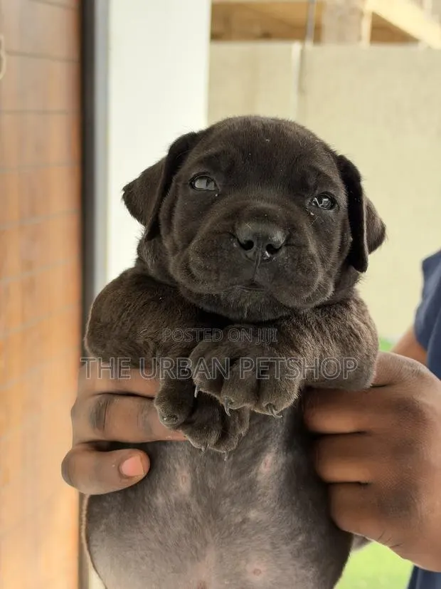 1-3 months Female Purebred Boerboel · Photo 1