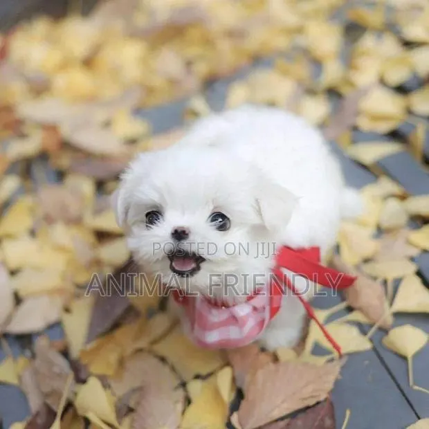 1-3 months Male Purebred Poodle · Photo 1