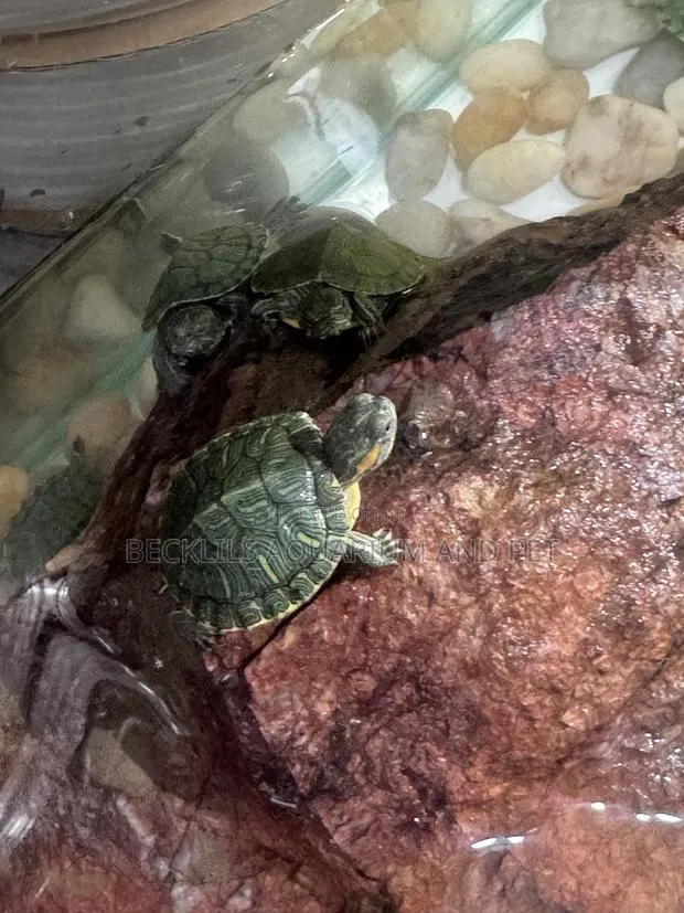 Aquarium Turtles · Photo 3