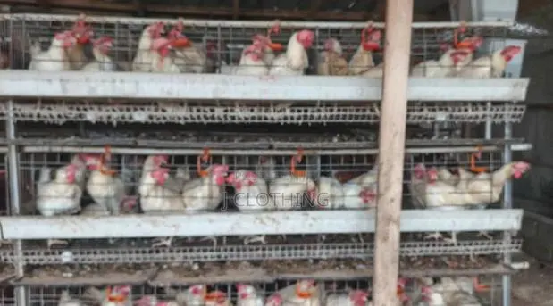 White Chicken Layers for Sale · Photo 1