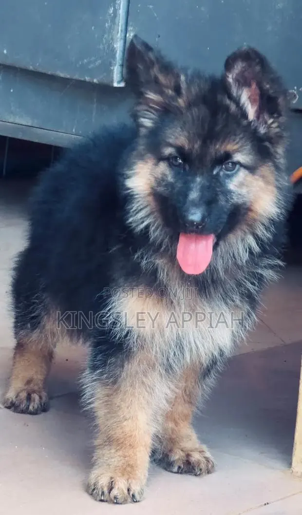 1-3 months Male Purebred German Shepherd · Photo 1