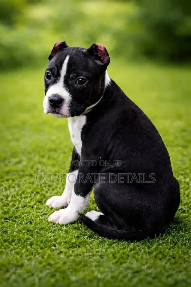 1-3 months Male Purebred American Pit Bull Terrier · Photo 1